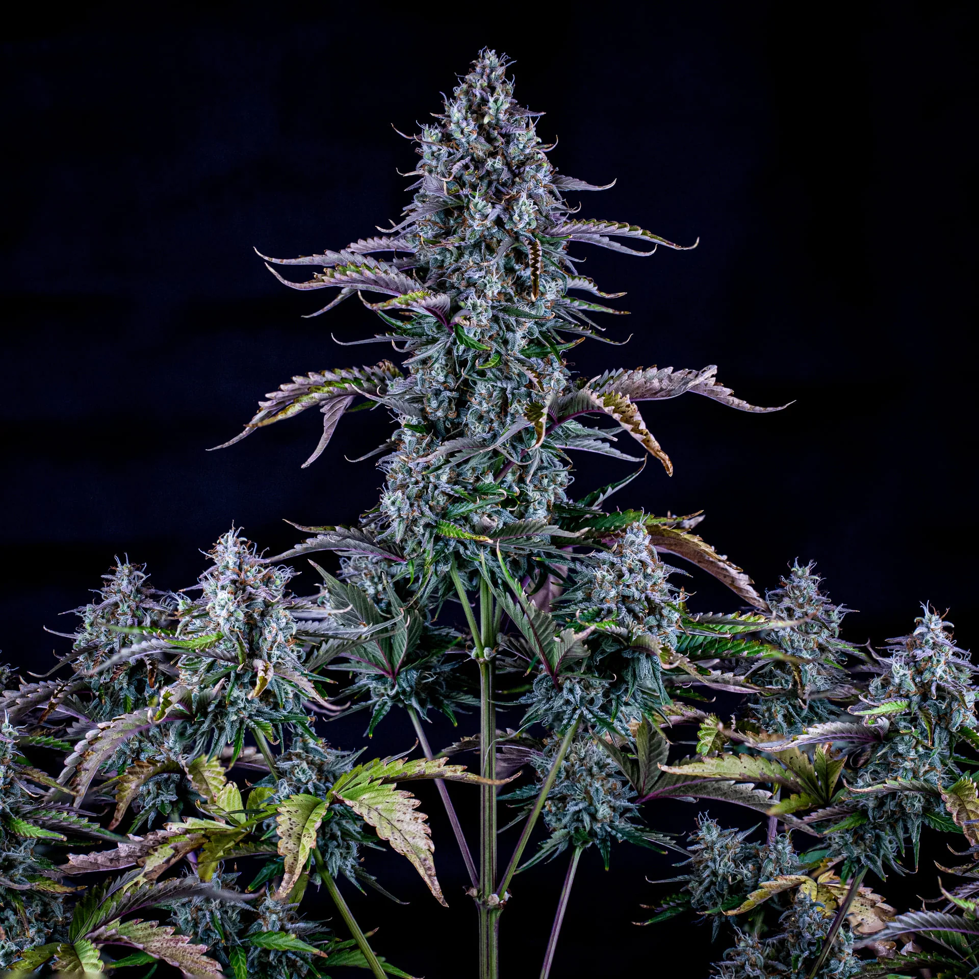 mephisto auto ripleys og