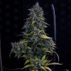 mephisto auto s o d k