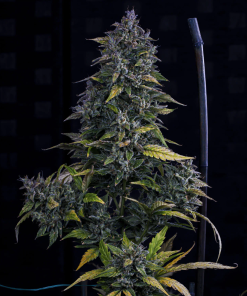 mephisto auto s o d k