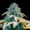mephisto auto samsquanch og