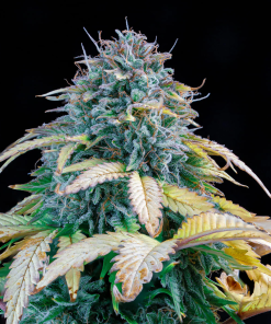 mephisto auto samsquanch og