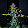 mephisto auto schoolyard crush