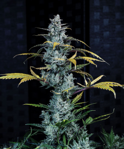 mephisto auto schoolyard crush