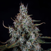 mephisto auto skystomper 2