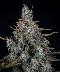mephisto auto skystomper 2
