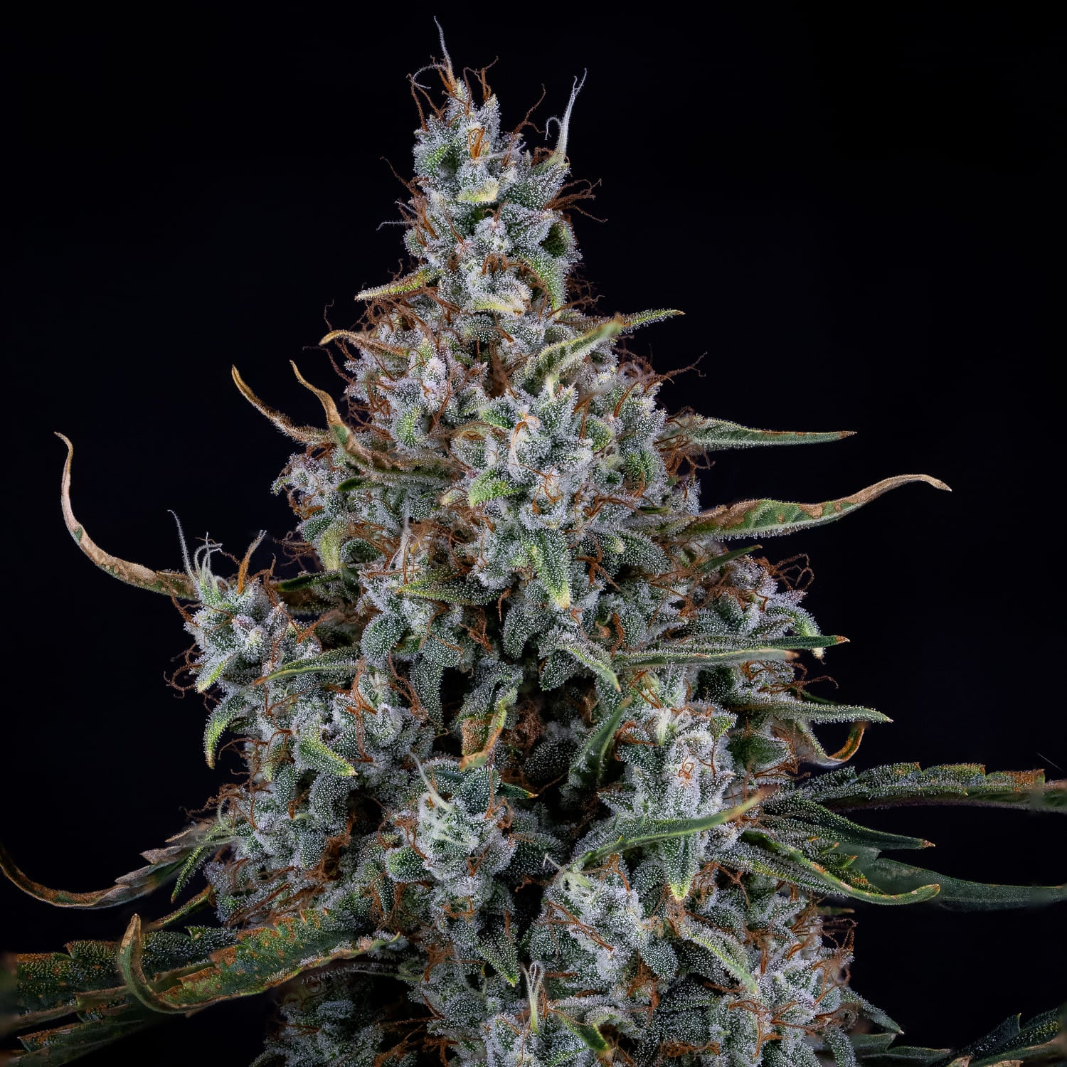 mephisto auto skystomper 2
