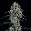 mephisto auto skywalker