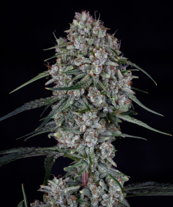 mephisto auto skywalker