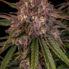 mephisto auto sour crinkle