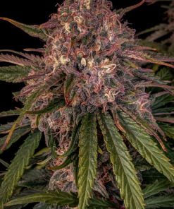 mephisto auto sour crinkle