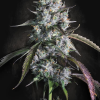 paradise auto redvelvet