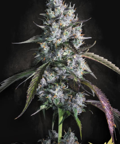 paradise auto redvelvet
