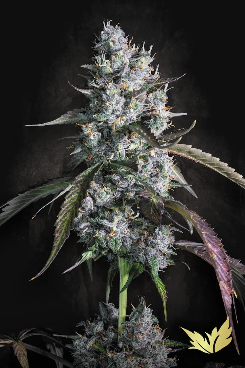 paradise auto redvelvet