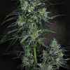 paradise auto whiteberry