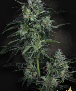 paradise auto whiteberry