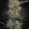 paradise candybreath