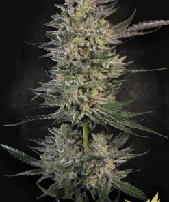 paradise candybreath