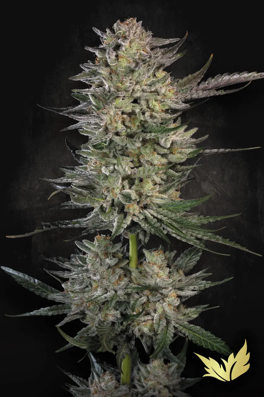 paradise candybreath