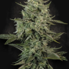 paradise mendocreme
