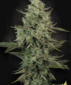 paradise mendocreme