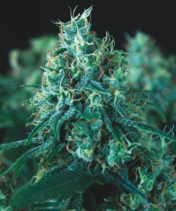 pyramid fast kryptonite