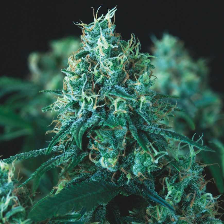 pyramid fast kryptonite
