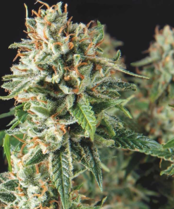pyramid fast superogkush