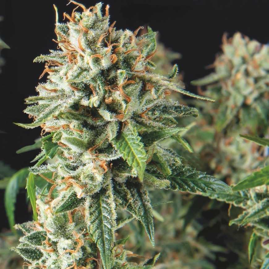 pyramid fast superogkush