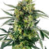 ss auto blueberrycandlez