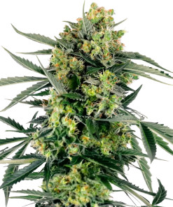 ss auto blueberrycandlez