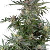 ss auto dosimosa