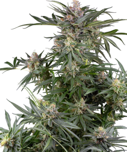 ss auto dosimosa
