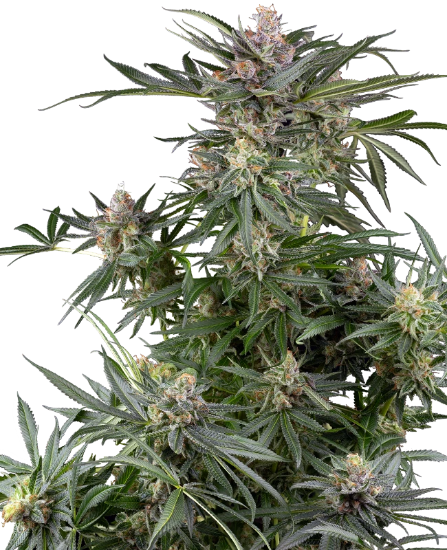 ss auto dosimosa