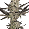 ss auto purplepickle