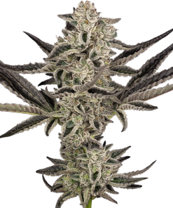 ss auto purplepickle