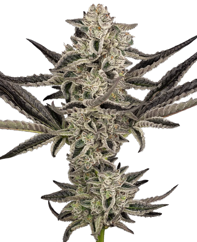ss auto purplepickle