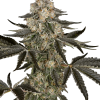 ss auto sauvignonblanc
