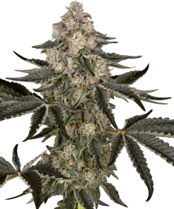 ss auto sauvignonblanc