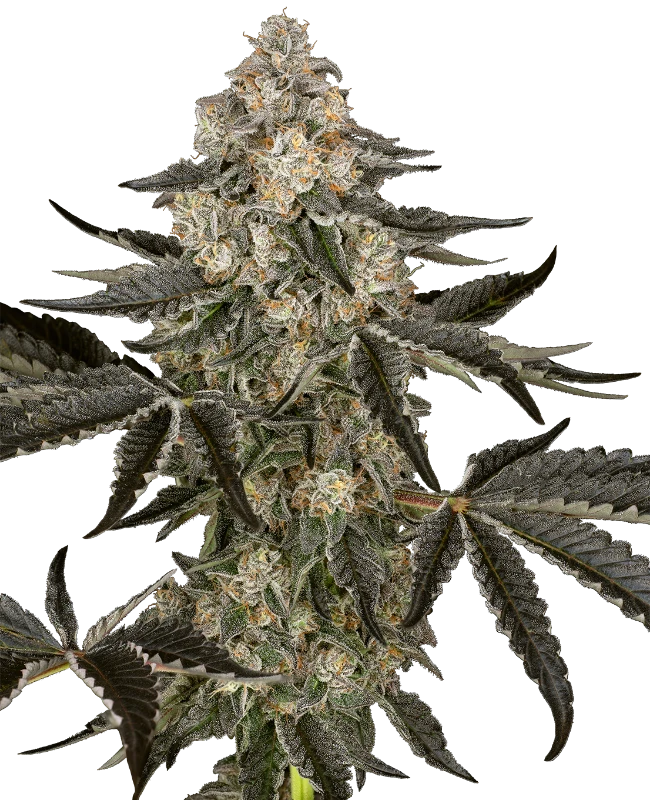 ss auto sauvignonblanc