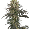 ss auto slamdank