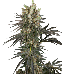 ss auto slamdank