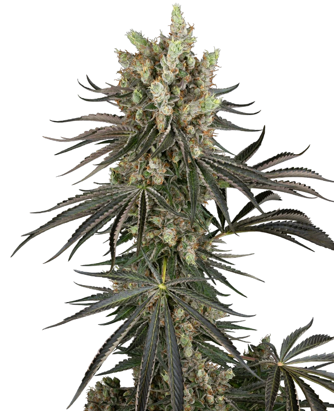 ss auto slamdank