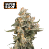 ss auto superboof