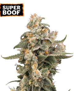 ss auto superboof