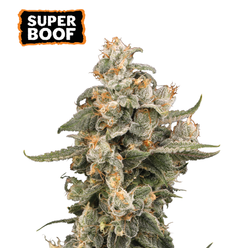 ss auto superboof