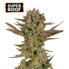 ss superboof