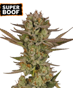 ss superboof
