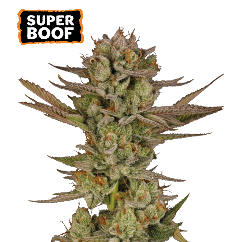 ss superboof
