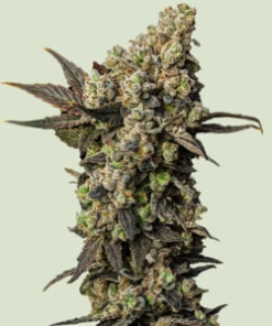 astro lemonade f1