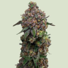cosmic cheddar f1
